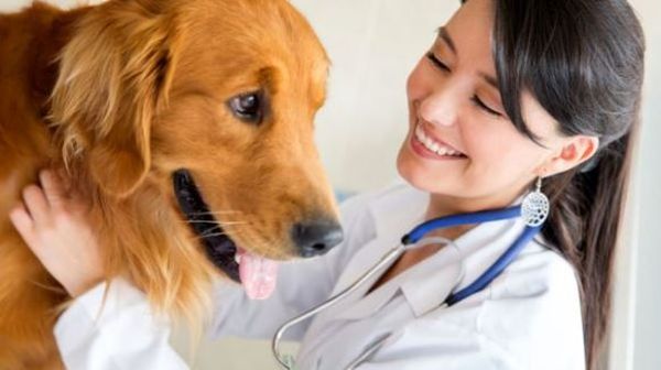 Veterinary Scholarships