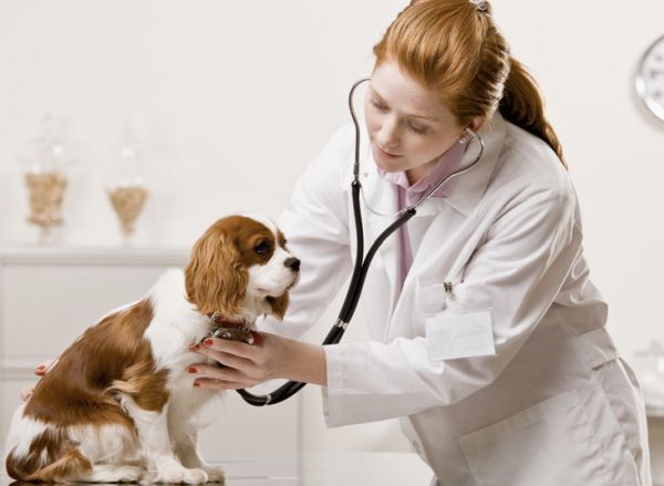 Veterinary Scholarships