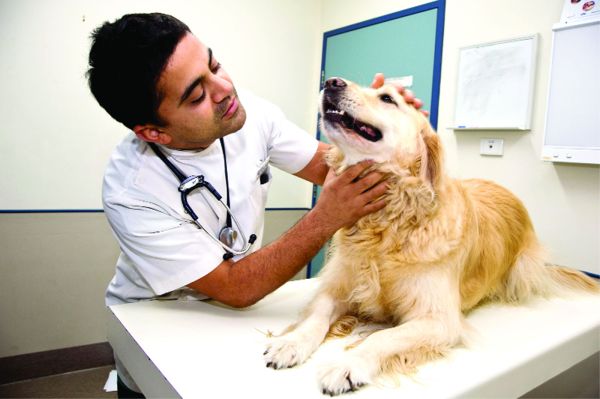 Veterinary Scholarships