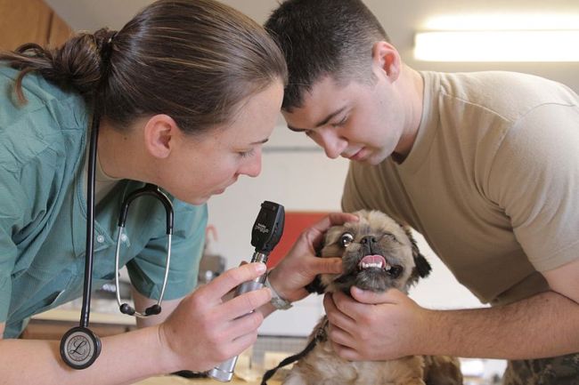 Top Veterinary Colleges to Study in the U.S.