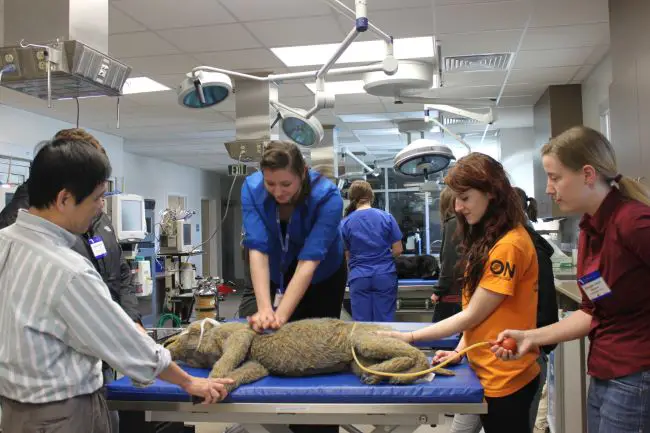 Top Veterinary Colleges to Study in the U.S.