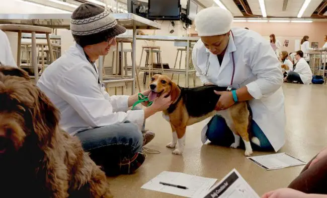 Top Veterinary Colleges to Study in the U.S.