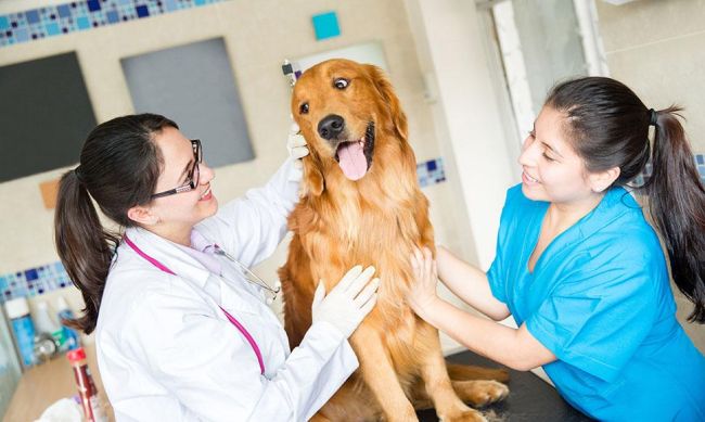Top Veterinary Schools in the United States