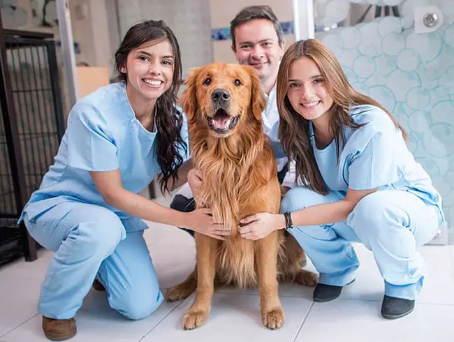 Top Veterinary Schools in the United States