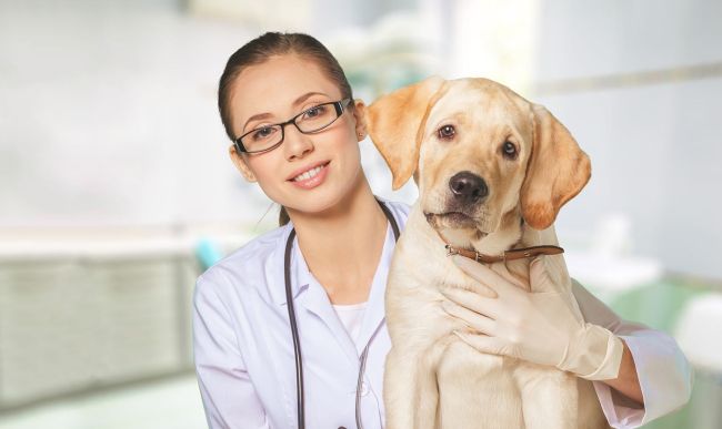 Top Veterinary Schools in the United States