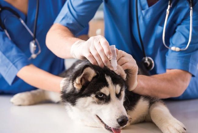 How to Become a Veterinarian