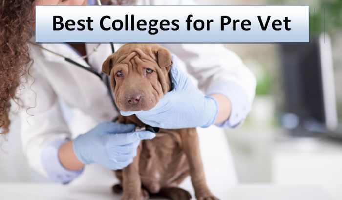 Best Colleges for Pre Vet 2018-2019