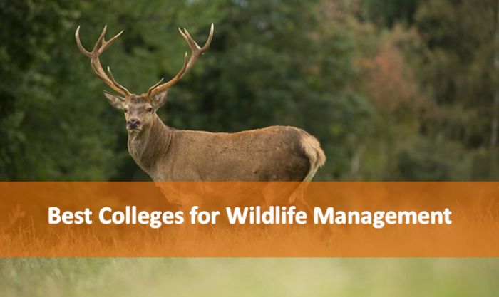 Best Colleges for Wildlife Management 2018-19