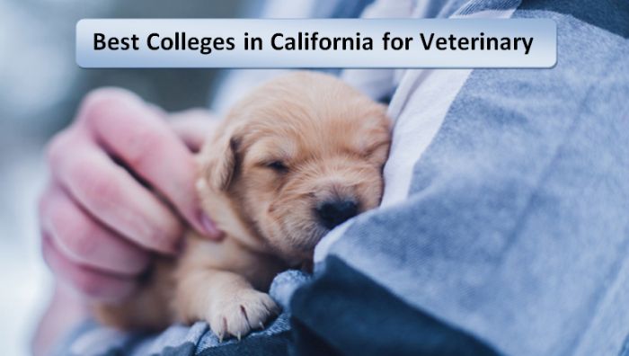 Best Colleges in California for Veterinary