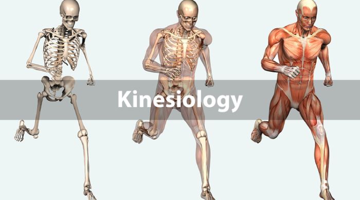 Best Colleges for Kinesiology in California
