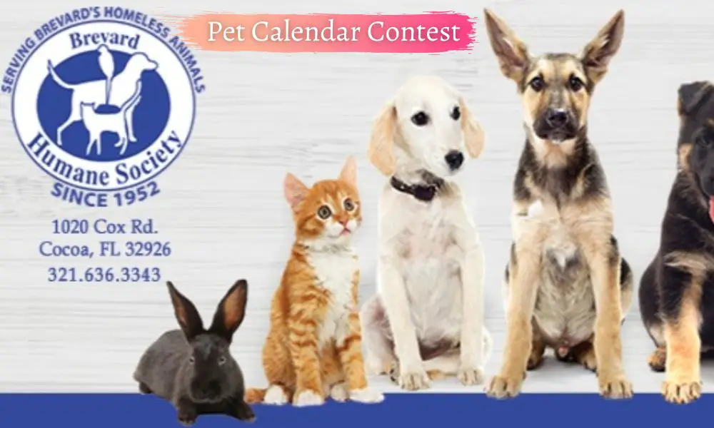 Pet Calendar Contest 2022