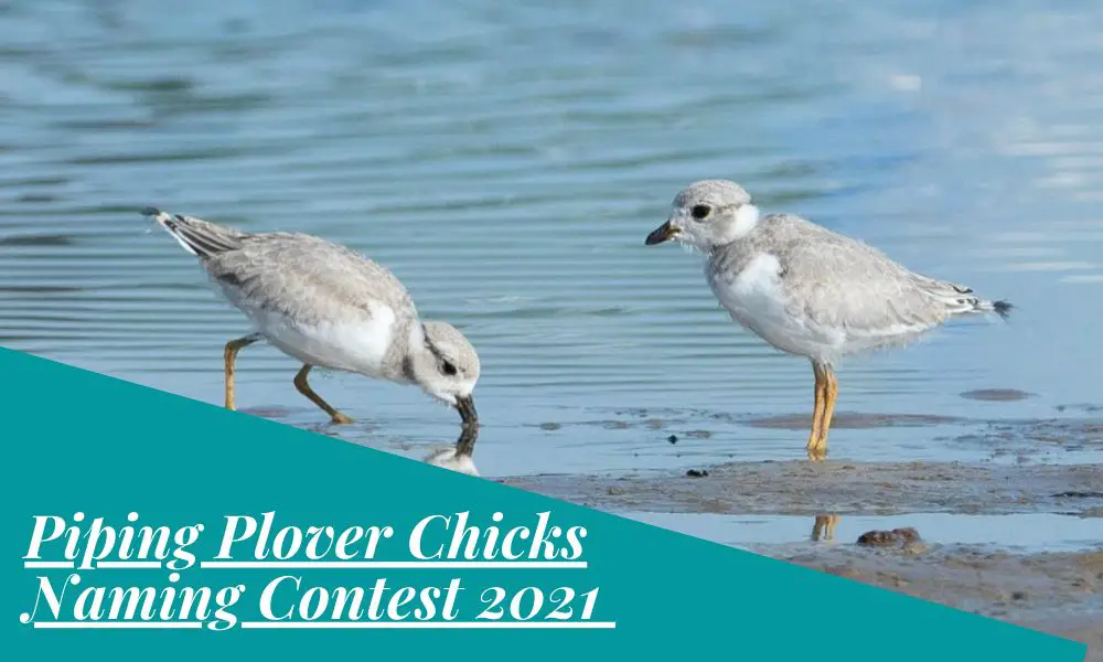 Piping Plover Chicks Naming Contest 2021