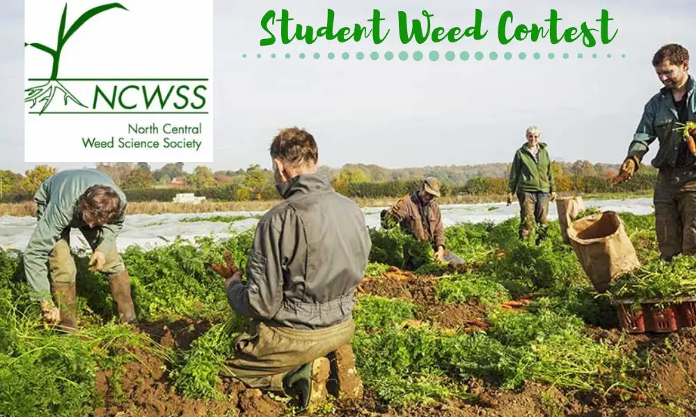 Student Weed Contest for Undergraduates and Graduates