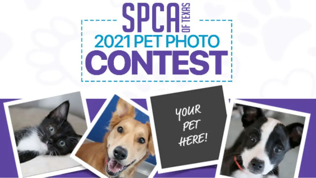 SPCA of Texas Pet Photo Calendar Contest