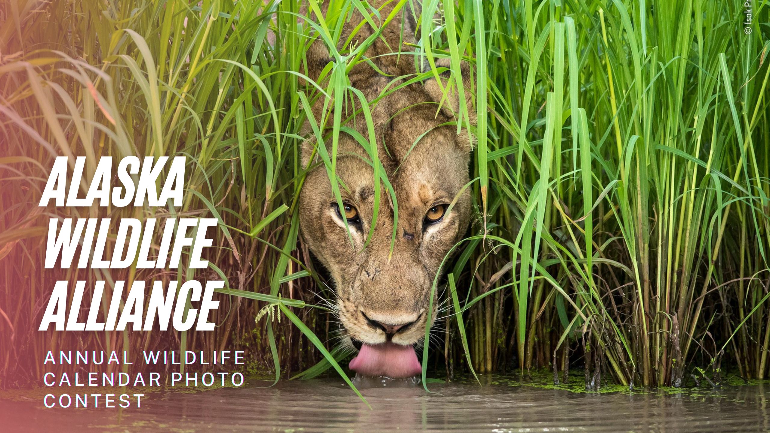 Alaska Wildlife Alliance Annual Wildlife Calendar Photo Contest