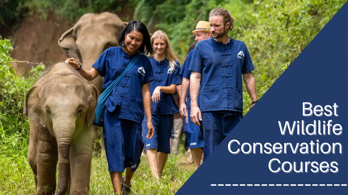Best Wildlife Conservation Courses