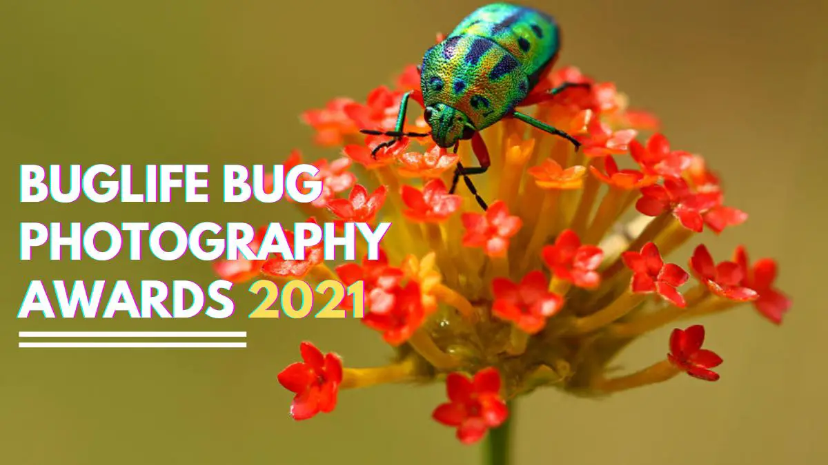 Photocrowd Buglife Bug Photography Awards 2021