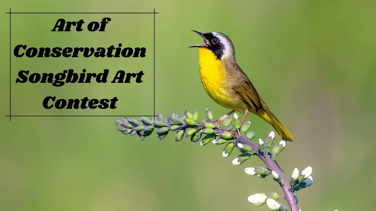 Art of Conservation Songbird Art Contest
