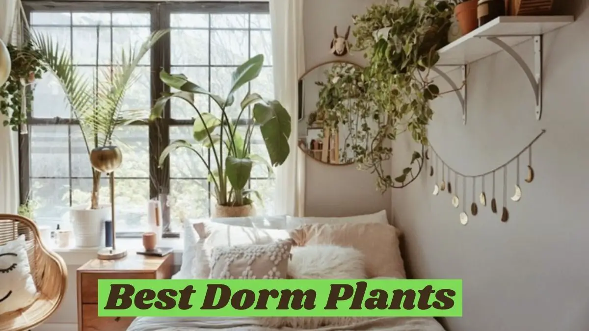 Best Dorm Plants That Clean Rooms Air and Heal Students Stress