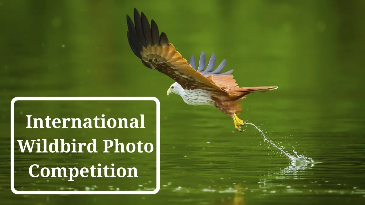 International Wildbird Photo Competition